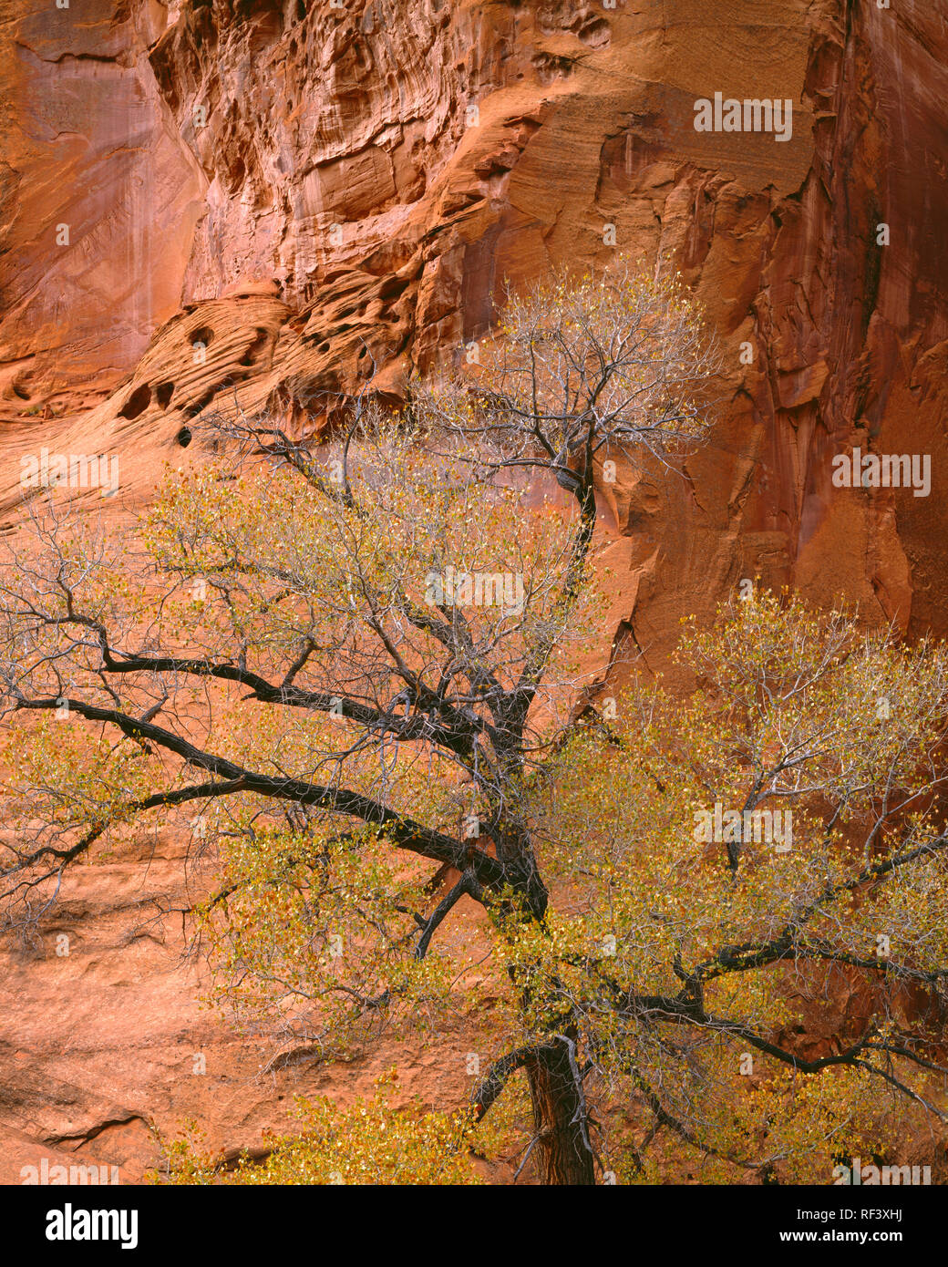 USA, Utah, Grand Staircase Escalante National Monument, de couleur Automne Fremont Populus fremontii) et murs de grès à long Canyon. Banque D'Images