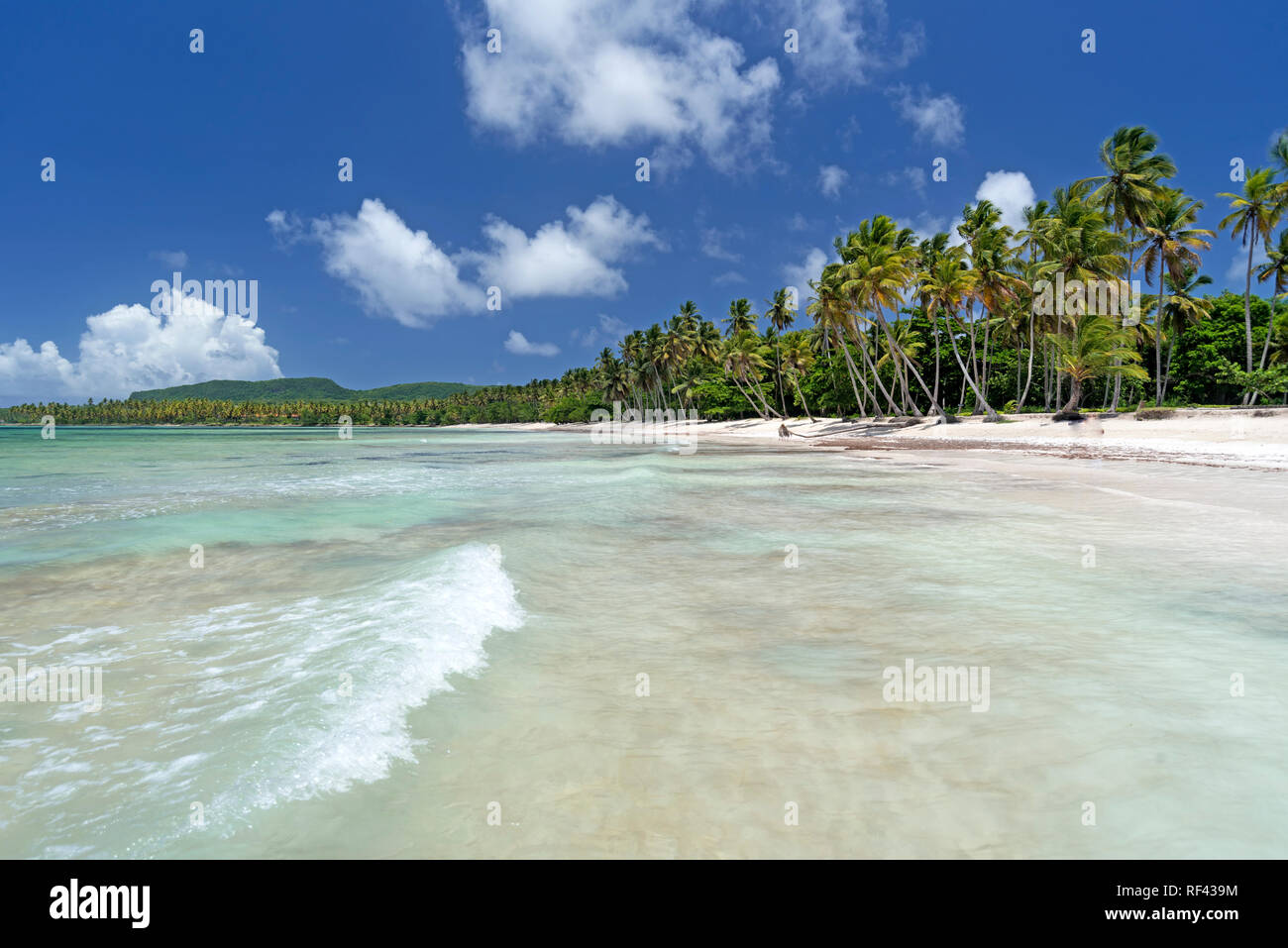 Caribbeab tropical près de la plage de Las Galeras sur la péninsule de Samaná, République dominicaine. Banque D'Images