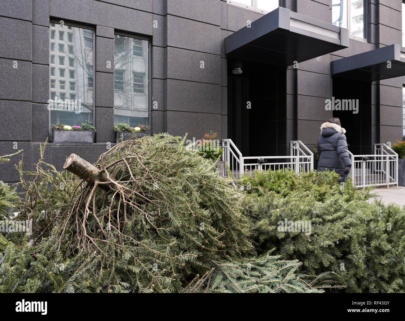 L'élimination de l'arbre de Noël en bordure de rue, NYC Banque D'Images