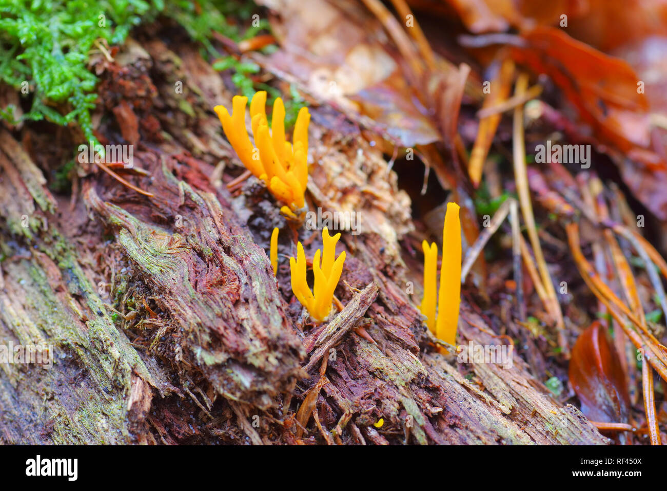 CALOCERA FURCATA, un genre de champignons dans la forêt d'automne en ordre Dacrymycetes Banque D'Images