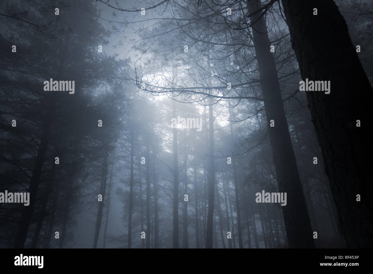 Forêt de brouillard mystérieux pleine lune Banque D'Images