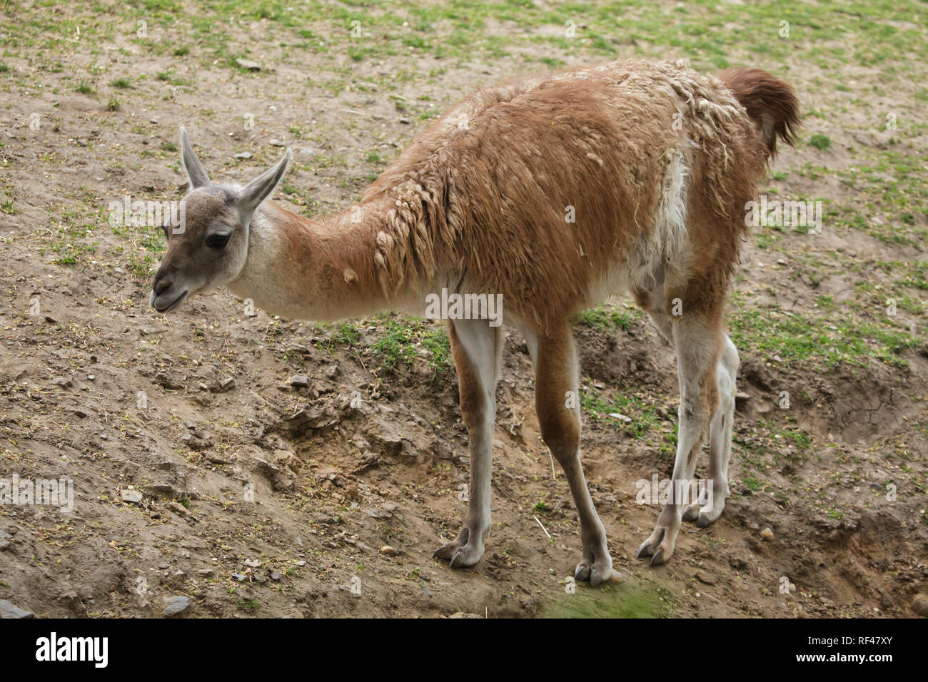 Guanaco (Lama guanicoe), aussi connu sous le guanaco lama. Banque D'Images