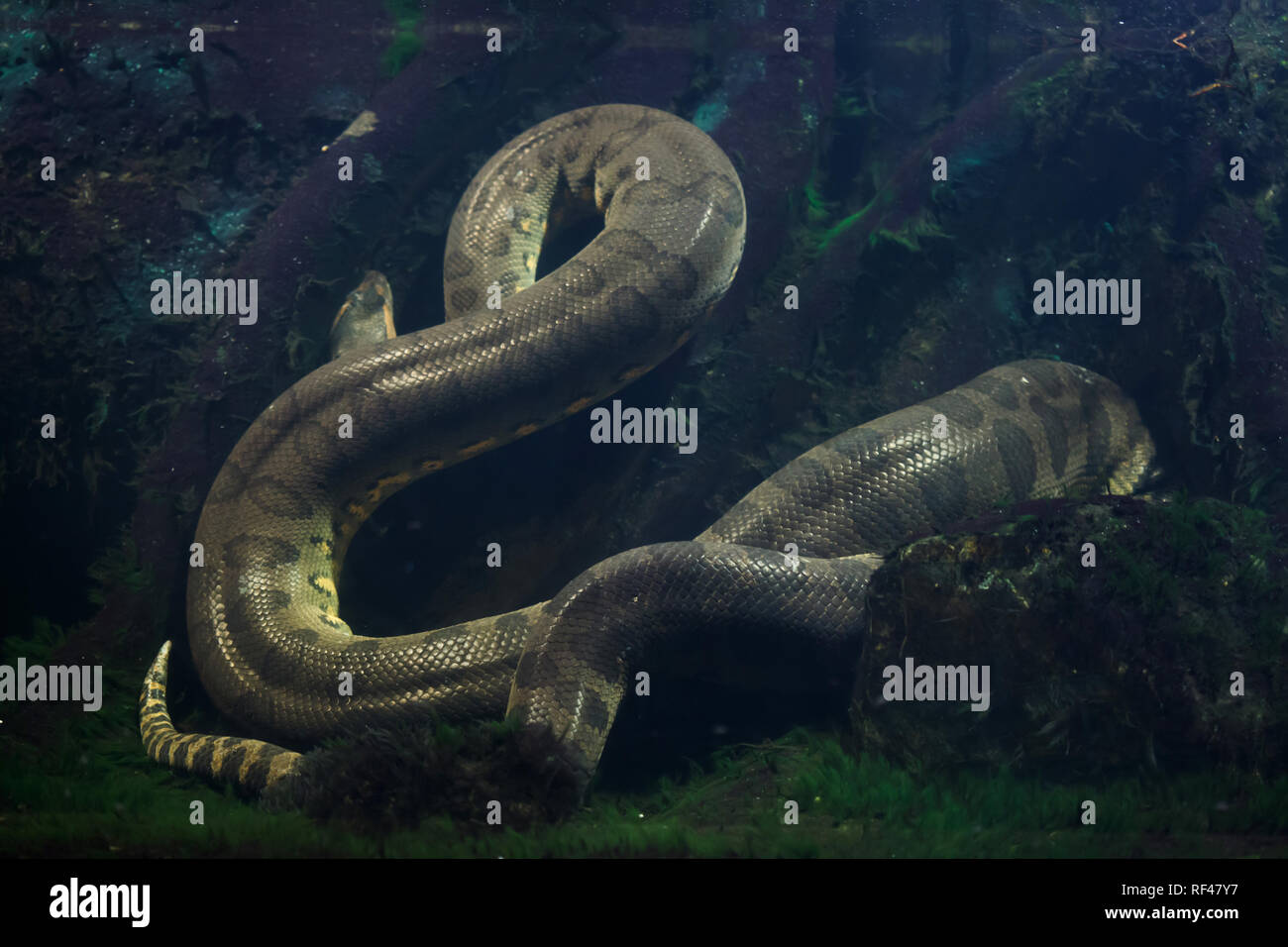 Anaconda vert (Eunectes murinus). La vie sauvage animal. Banque D'Images