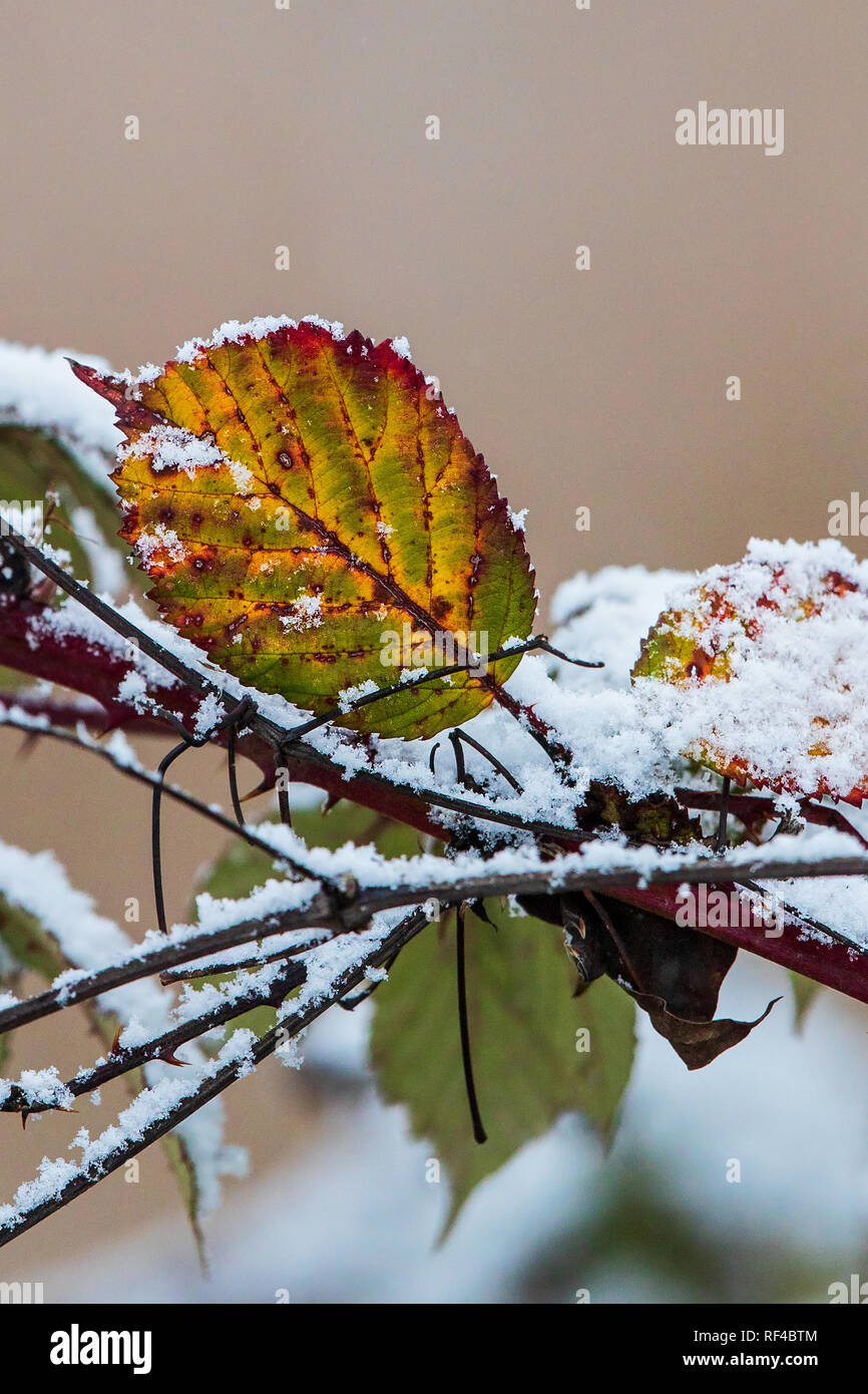 Dog Rose (rosa canina), coloré feuilles couvertes de neige en hiver, Bade-Wurtemberg, Allemagne Banque D'Images
