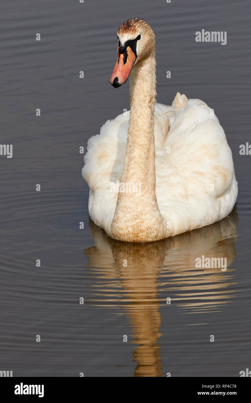 Un bouton mute swan (Cygnus olor), sur un lac, dans le Devon (sud-ouest de l'Angleterre, un très commun, et protégés, des oiseaux trouvés à travers le Royaume-Uni. Banque D'Images