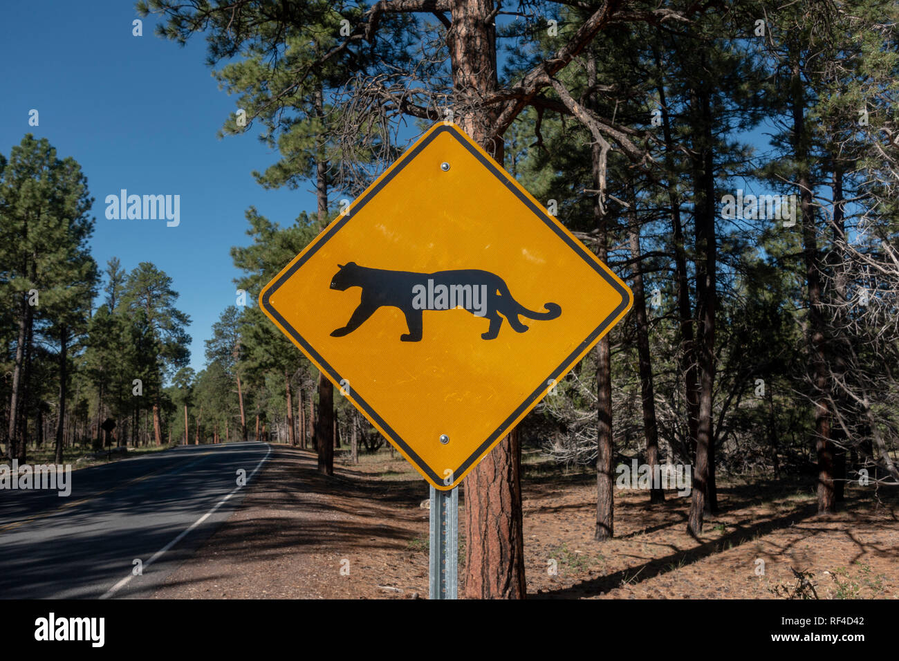 Un 'passage' Cougar baisse signe de route sur Desert View Drive sur la rive sud, le Parc National du Grand Canyon, Arizona, USA. Banque D'Images