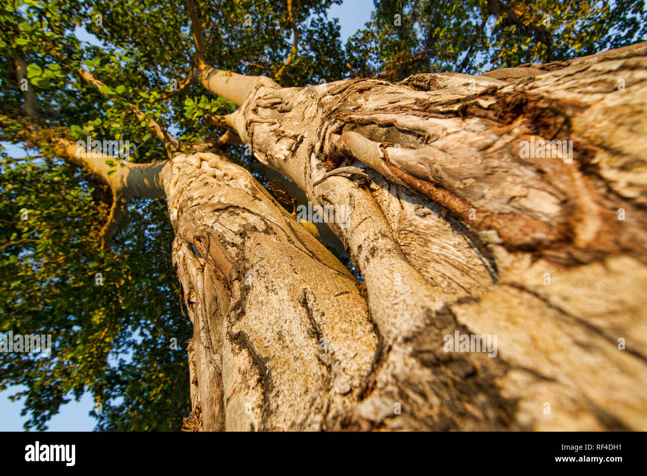 La faune peut causer des dommages aux arbres en frottant contre eux ou leur écorce peeling off comme en témoignent les cicatrices de cet énorme figuier, Ficus, au Malawi. Banque D'Images