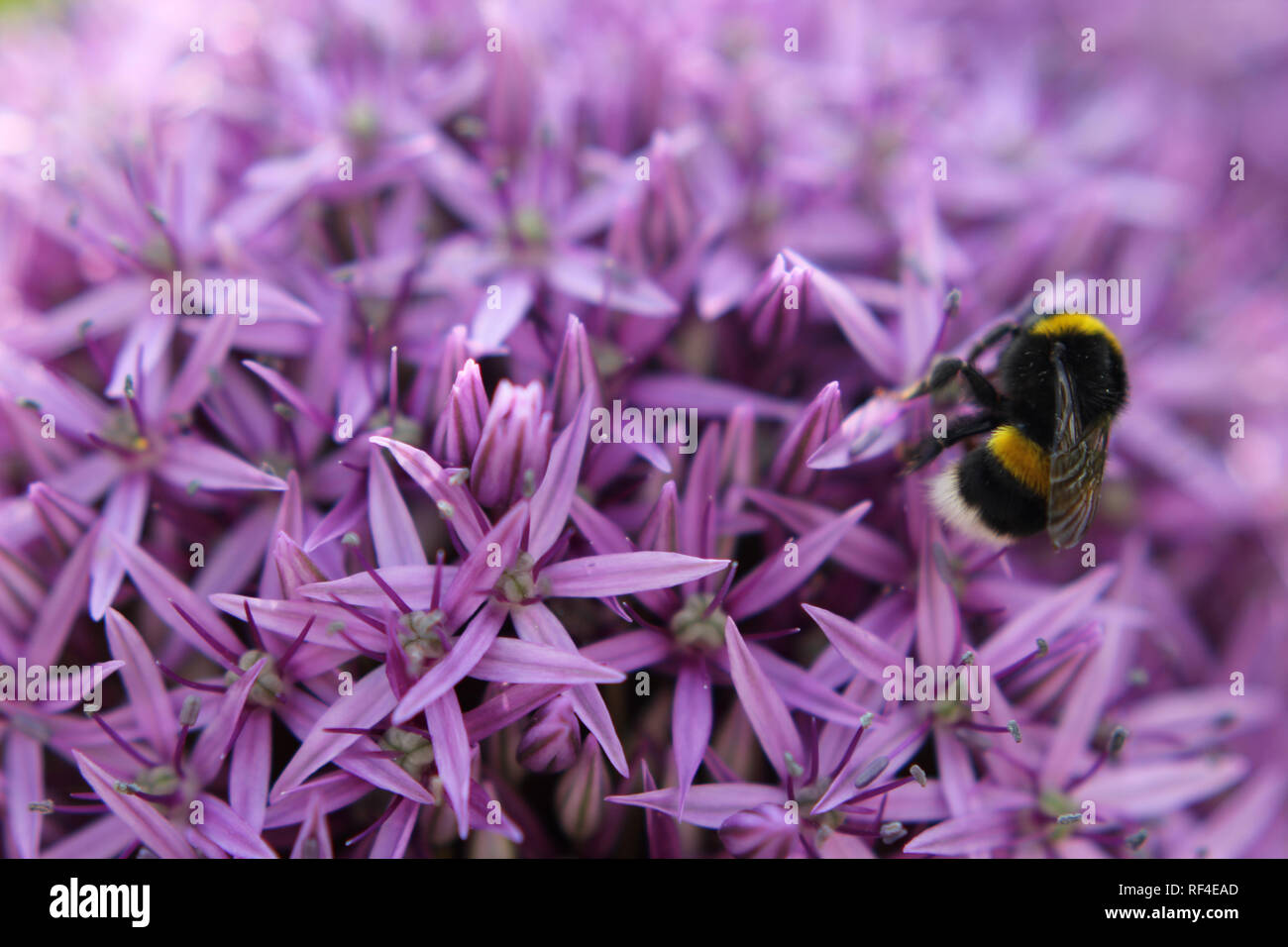 Zierlauch mit Hummel Banque D'Images