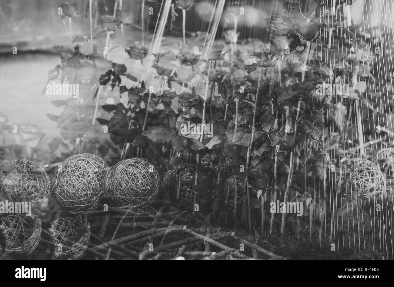 Rose fleurs à pétales rouges, printemps Banque D'Images