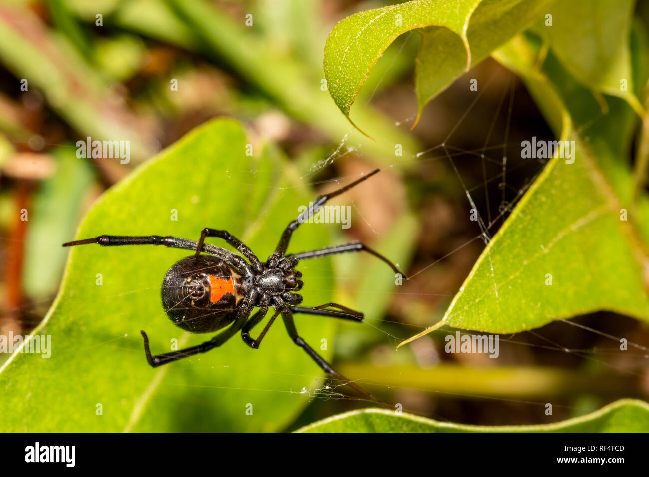 L'Araignée Veuve noire (Latrodectus mactans) Banque D'Images