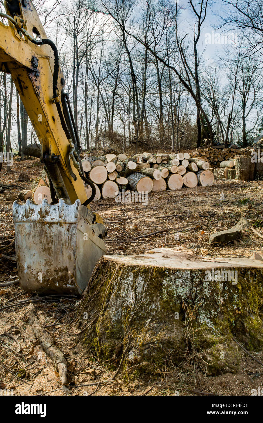 La déforestation en Nouvelle Angleterre Banque D'Images