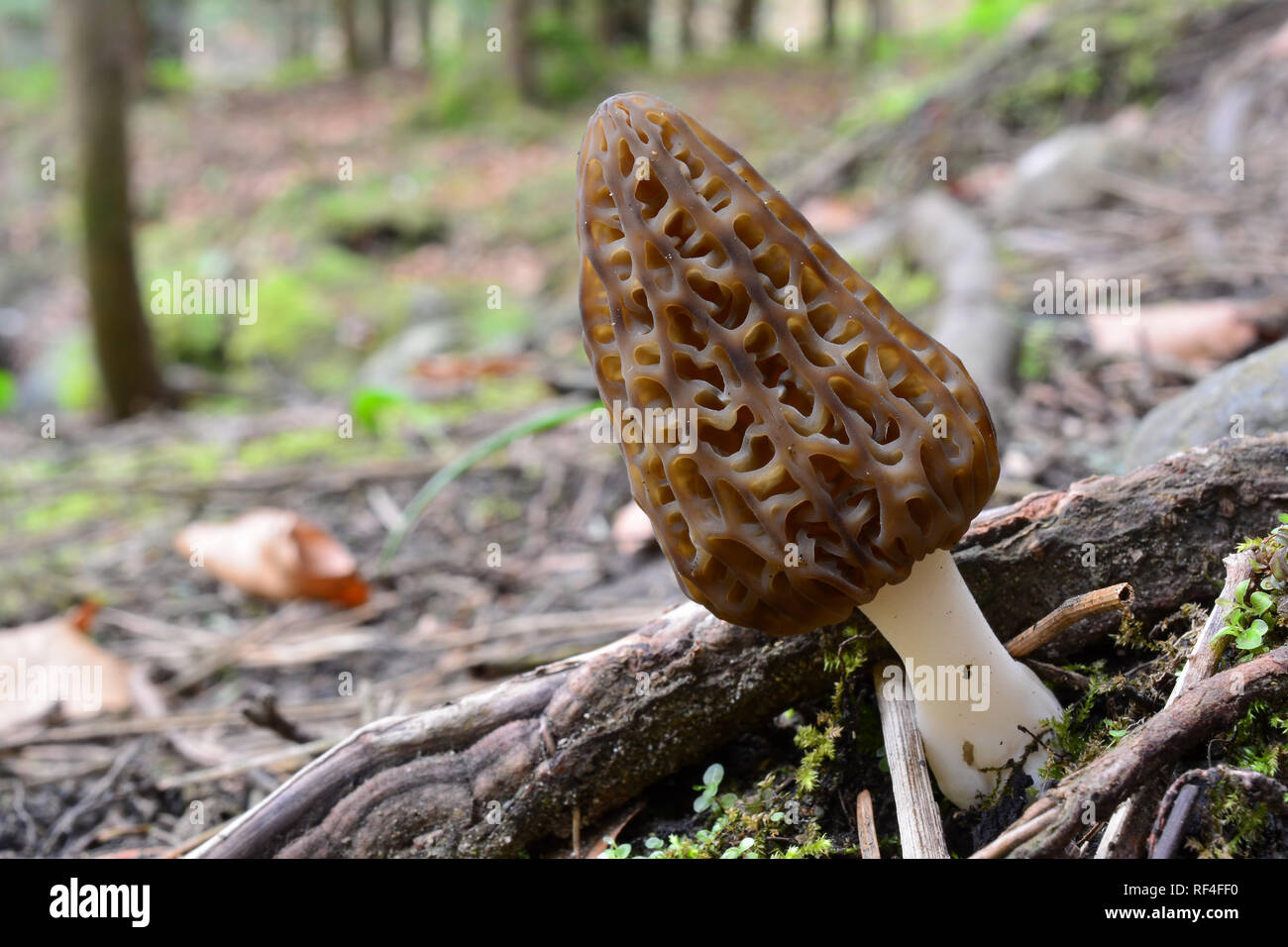 Beau spécimen unique de Morchella conica morille noire ou parmi les racines de surface grand arbre dans la forêt de montagne, macro shot, horizontal orientatio Banque D'Images