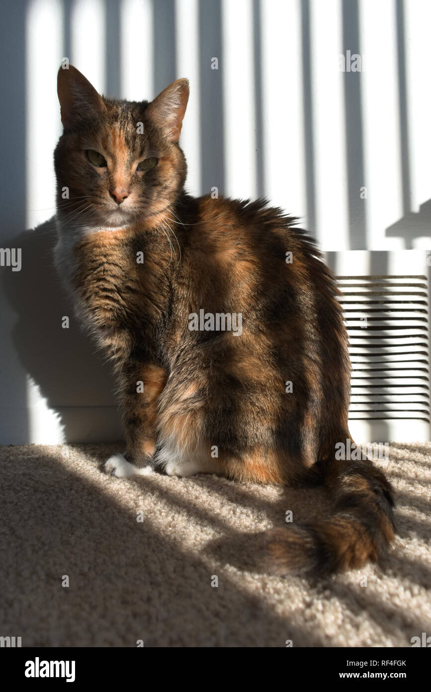 Cat l'obtention d'un bain de soleil Banque D'Images