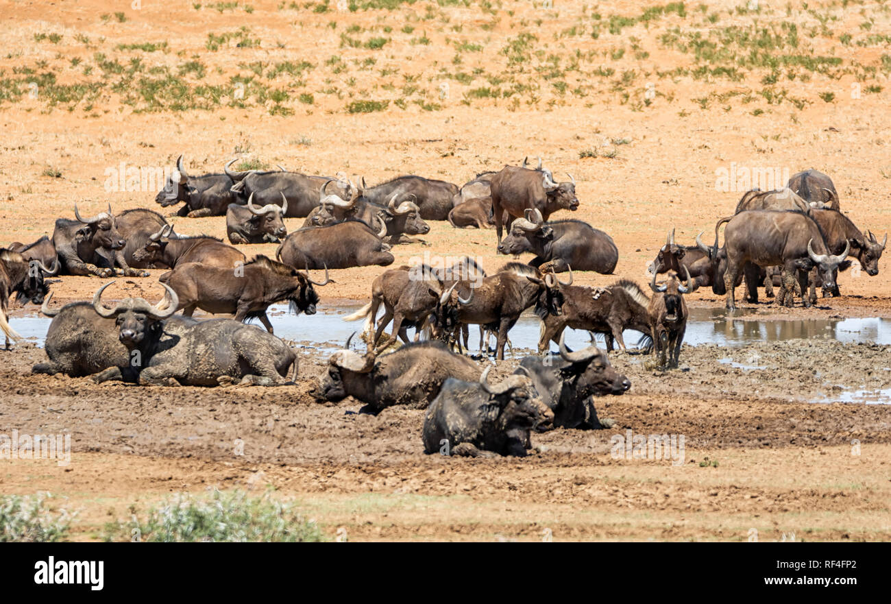 Les troupeaux de gnous noirs et Buffle se réunissent à un point d'eau dans le sud de la savane africaine Banque D'Images