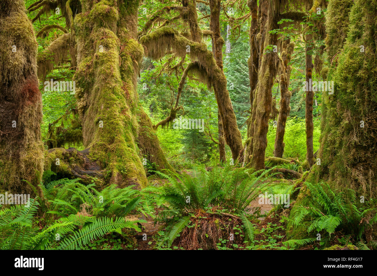 Fougères, de mousses et de l'érable à grandes feuilles d'arbres, de mousses Hall Trail, Hoh Rainforest, Olympic National Park, Washington. Banque D'Images