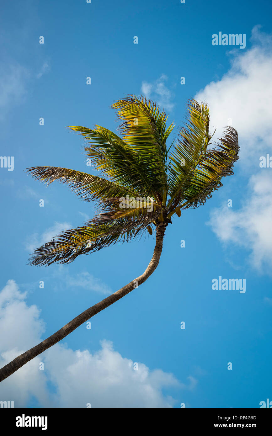 Arbre généalogique de cocotiers sur fond de ciel bleu avec des nuages blancs. Banque D'Images