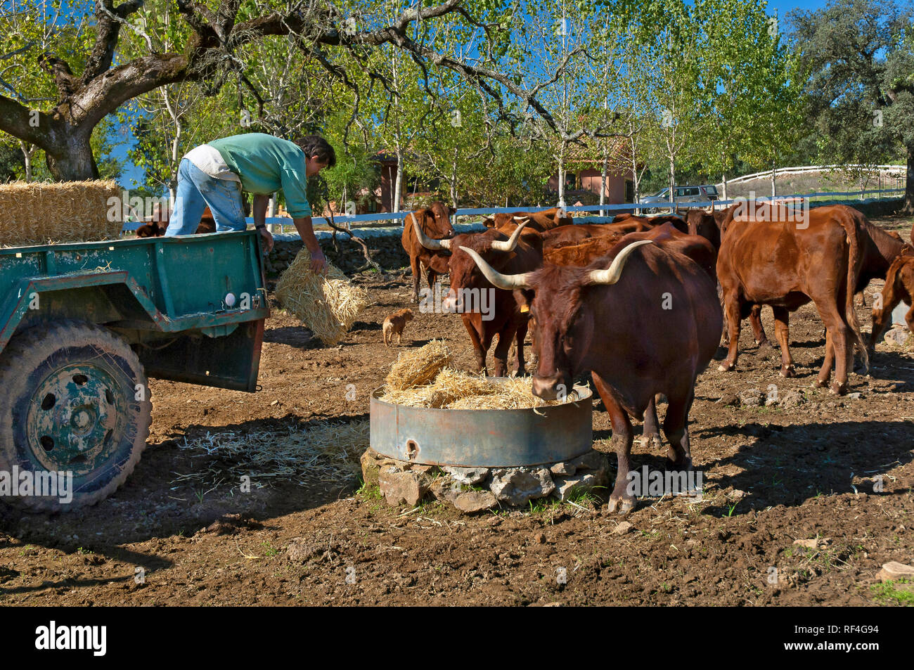 Le Parc Naturel de la Sierra Norte - ferme avec des vaches. San Nicolas del Puerto. Province de Séville. Région de l'Andalousie. L'Espagne. L'Europe Banque D'Images