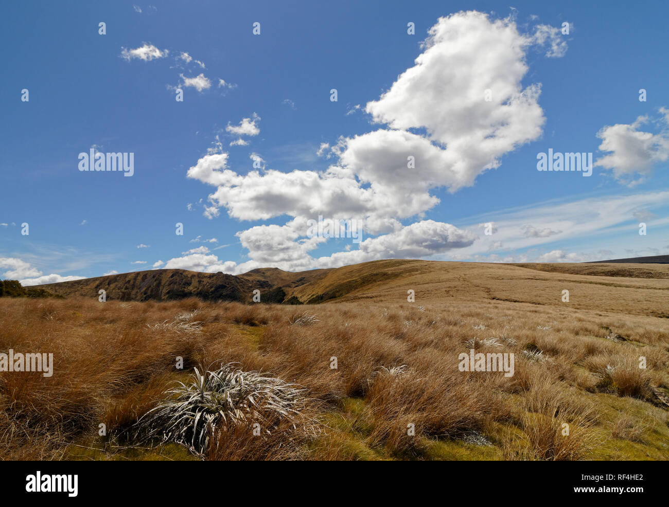 Parc Open country sur la route de Balloon Hut au lac Peel, Kahurangi National Park, New Zealand. Banque D'Images