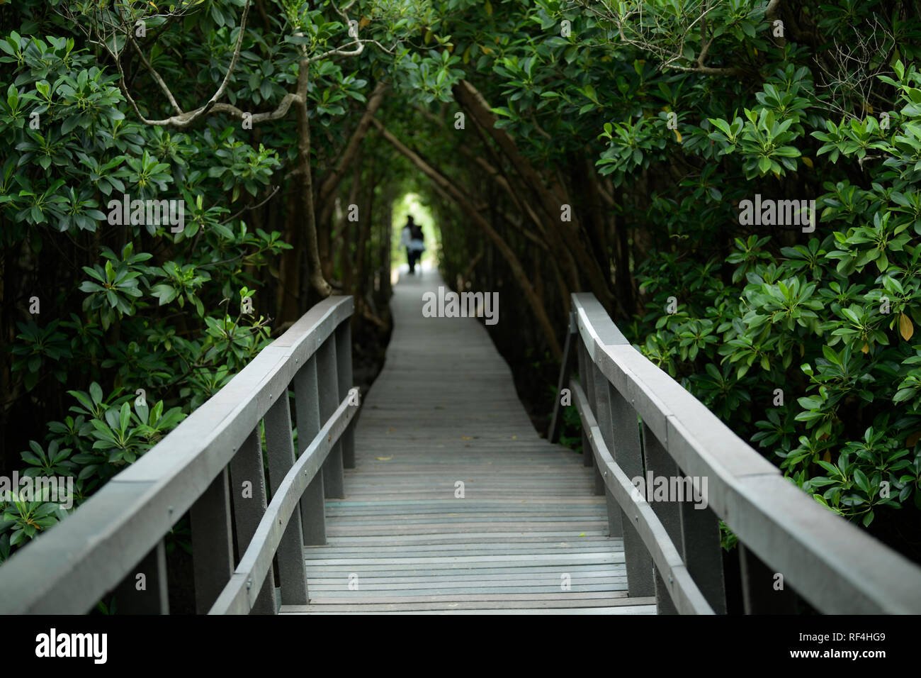 Durban, le KwaZulu-Natal, Afrique du Sud, pont et promenade à travers la forêt noire les mangroves, les gens debout dans arch, Beachwwood sentier nature reserve Banque D'Images