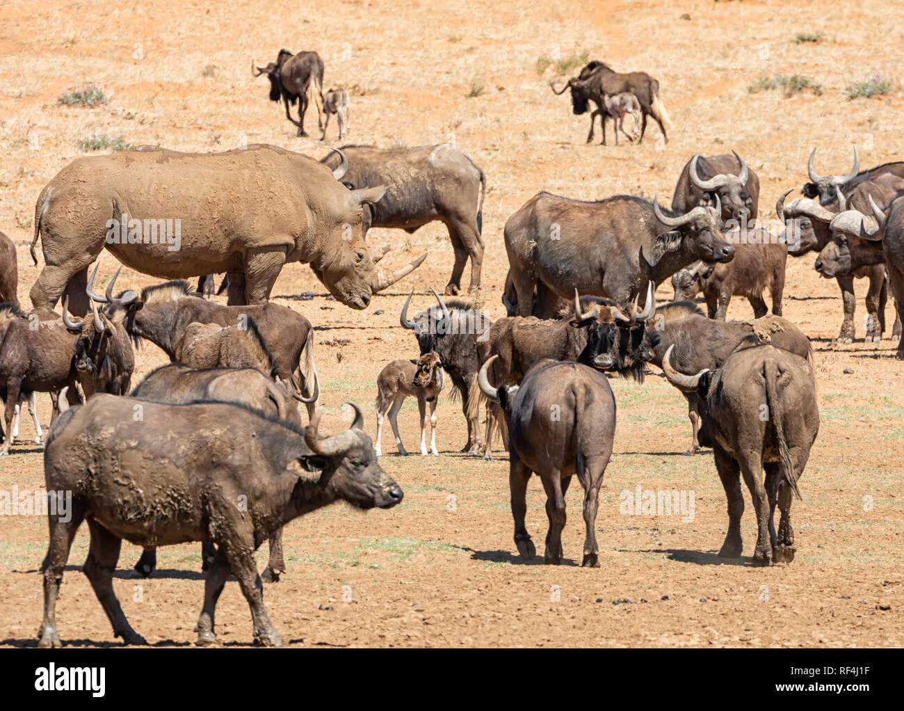 White Rhino, Buffalo et des gnous rassemblement à un point d'eau Banque D'Images