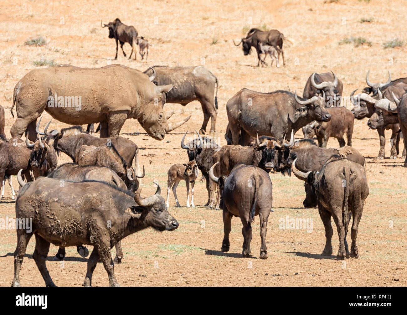 Les troupeaux de gnous noir, Buffle et d'un rhinocéros blanc se réunissent à un point d'eau dans le sud de la savane africaine Banque D'Images