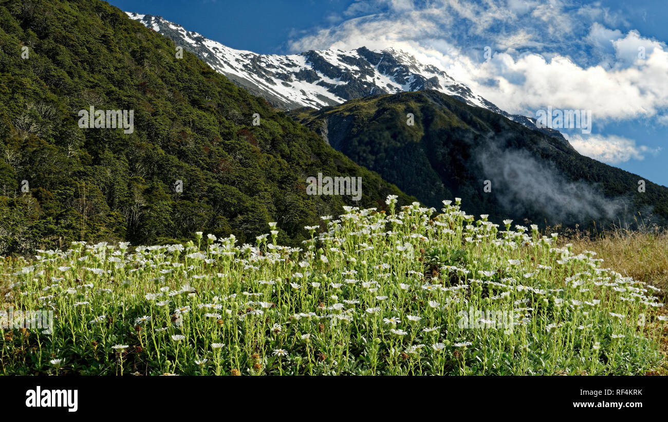 Un patch de marguerites blanches avec un fond de montagnes enneigées, St James Walkway, Lewis Pass, en Nouvelle-Zélande. Banque D'Images