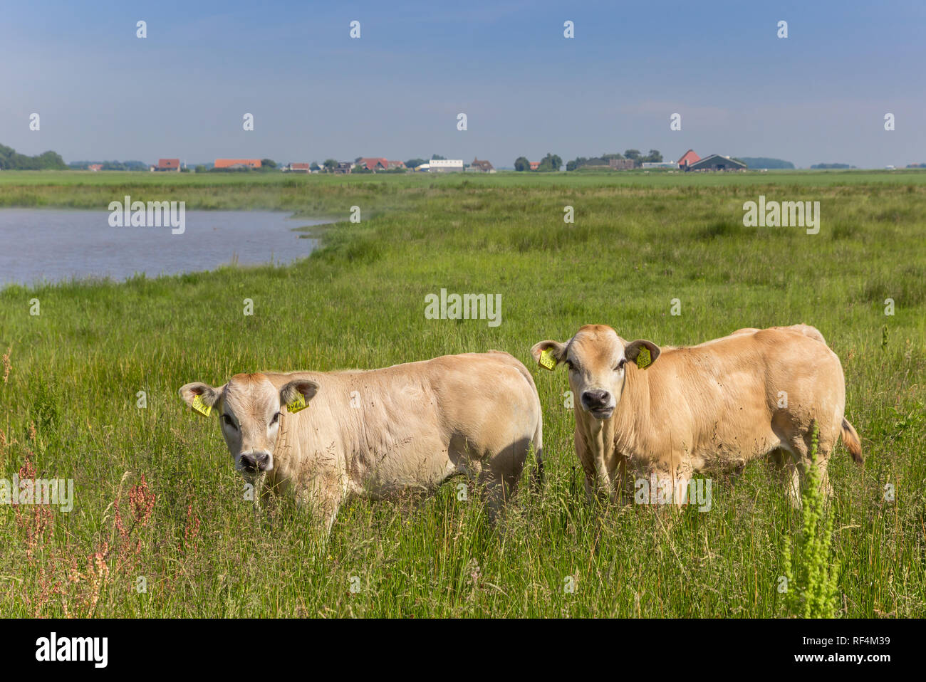 Deux Piemontese veaux dans le paysage de l'île de Texel, Pays-Bas Banque D'Images