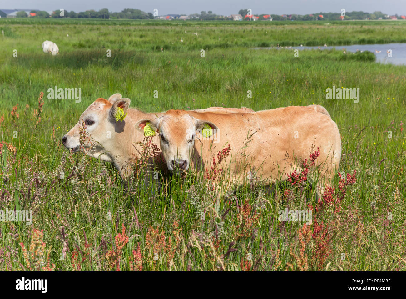 Deux Piemontese veaux dans le paysage de l'île de Texel, Pays-Bas Banque D'Images