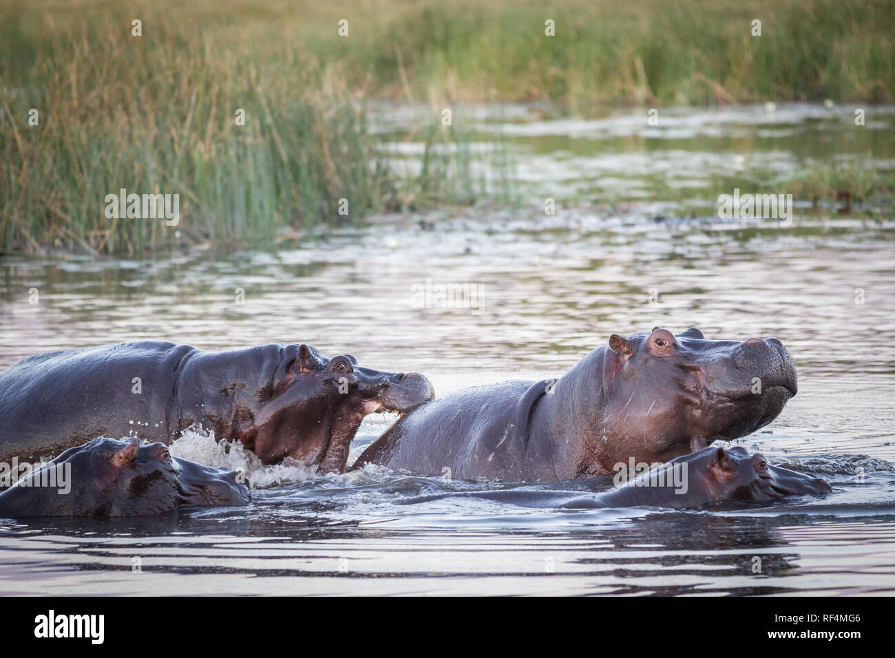 Comme les eaux de crue dans le canal de Savuti jusqu'à sec, hippopotames, Hippopotamus amphibius, lutte pour l'espace. Banque D'Images