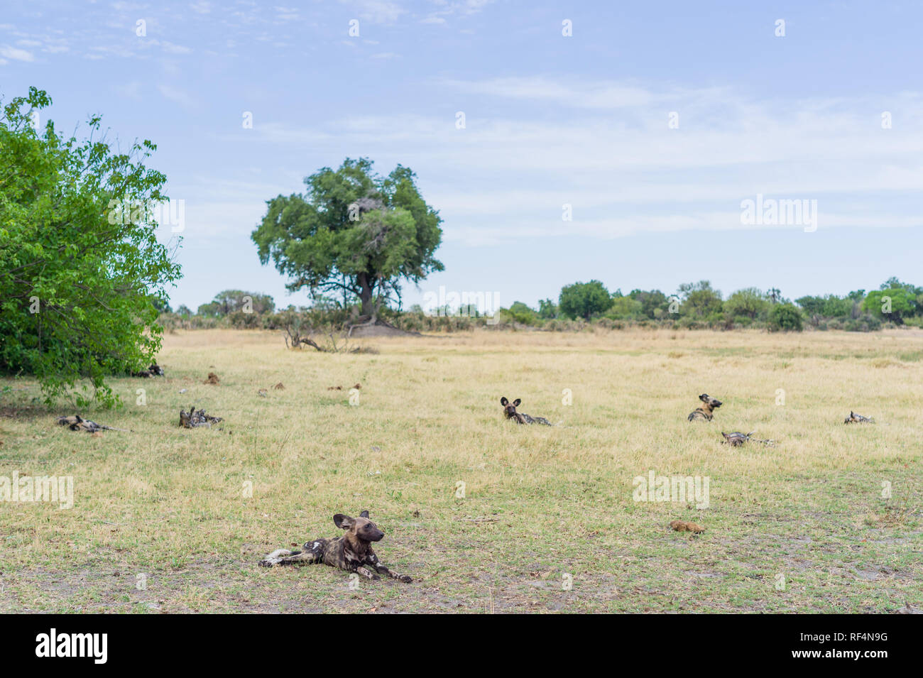 Espèces rares et menacées de lycaons, Lycaon pictus, sont fréquemment observés à certains des consessions dans le Delta de l'Okavango, au Botswana. Banque D'Images