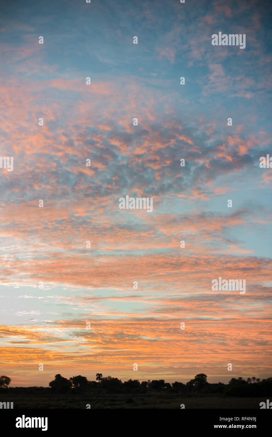 Le Delta de l'Okavango, au Botswana, les fonctionnalités couchers firey surving comme toile de fond pour un apéritif. Banque D'Images