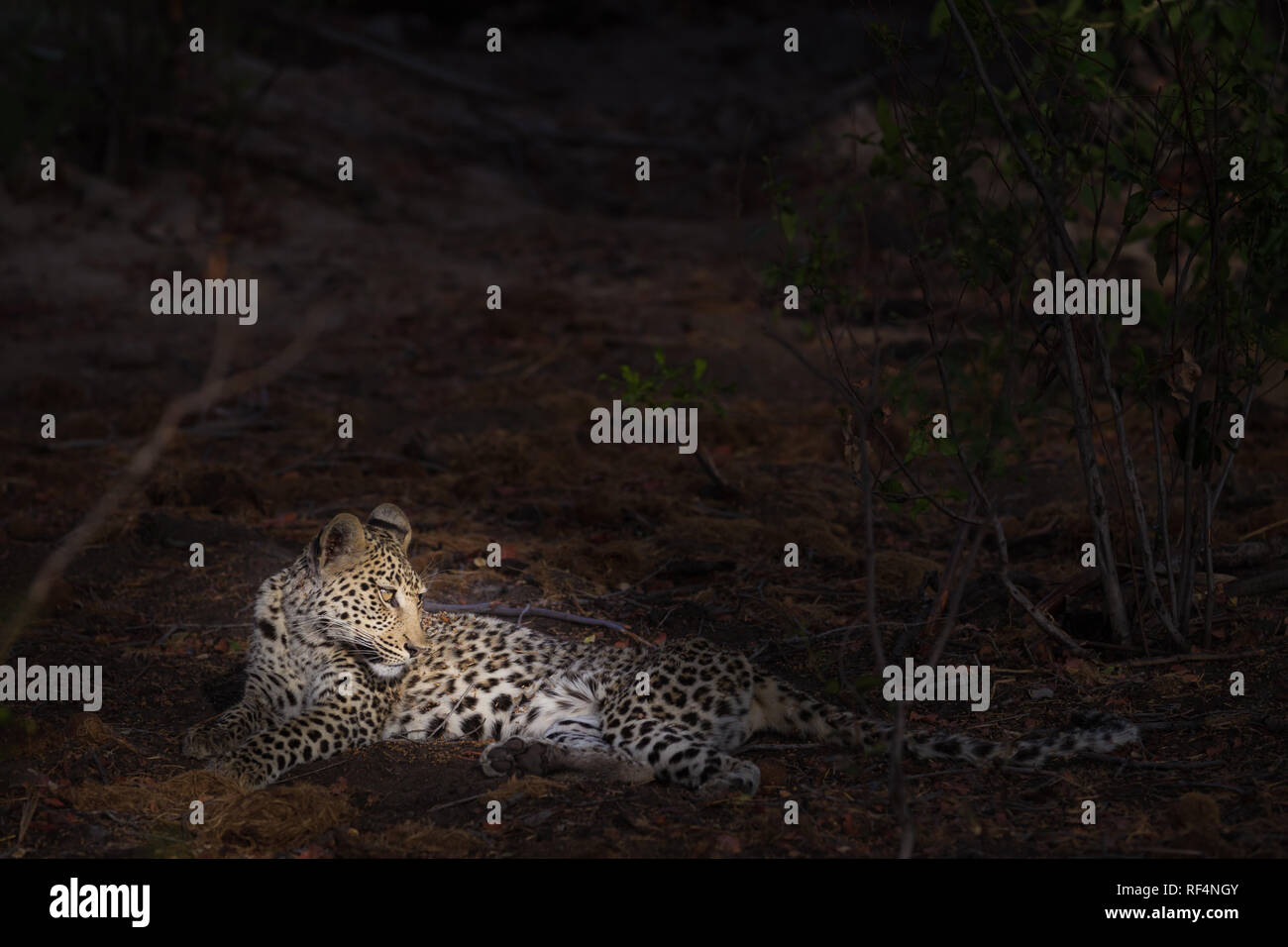 De nombreuses zones du delta de l'Okavango, Botswana, District du nord-ouest sont connus pour de nombreuses occasions de voir de grands félins comme leopard, Panther pardus Banque D'Images
