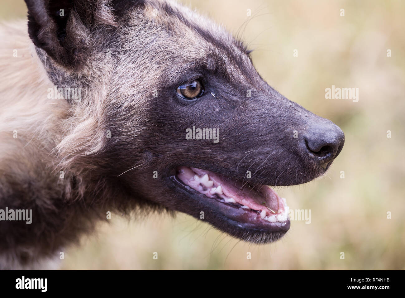 Espèces rares et menacées de lycaons, Lycaon pictus, sont fréquemment observés à certains des consessions dans le Delta de l'Okavango, au Botswana. Banque D'Images