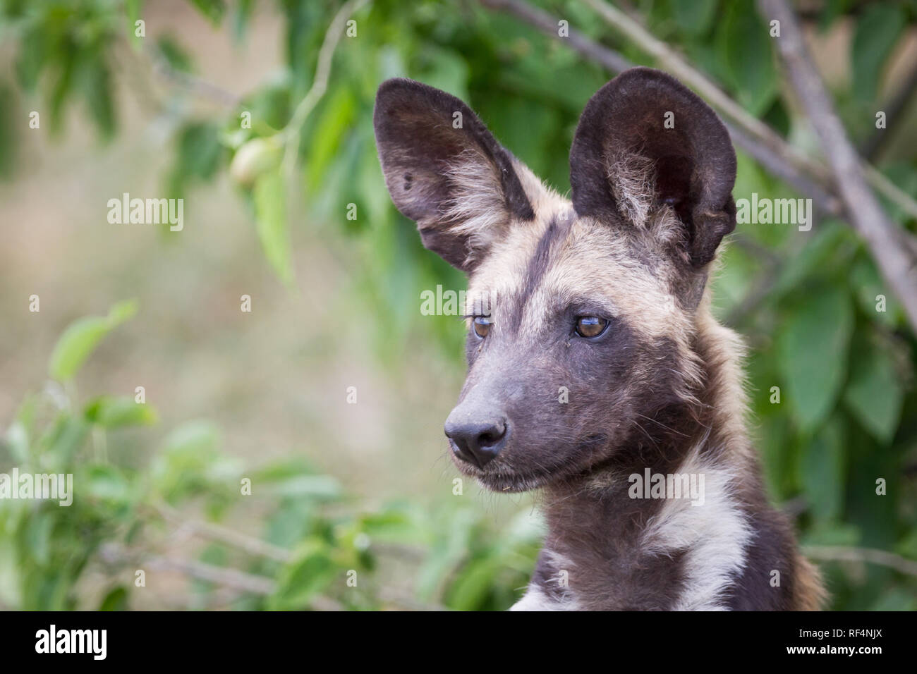 Espèces rares et menacées de lycaons, Lycaon pictus, sont fréquemment observés à certains des consessions dans le Delta de l'Okavango, au Botswana. Banque D'Images