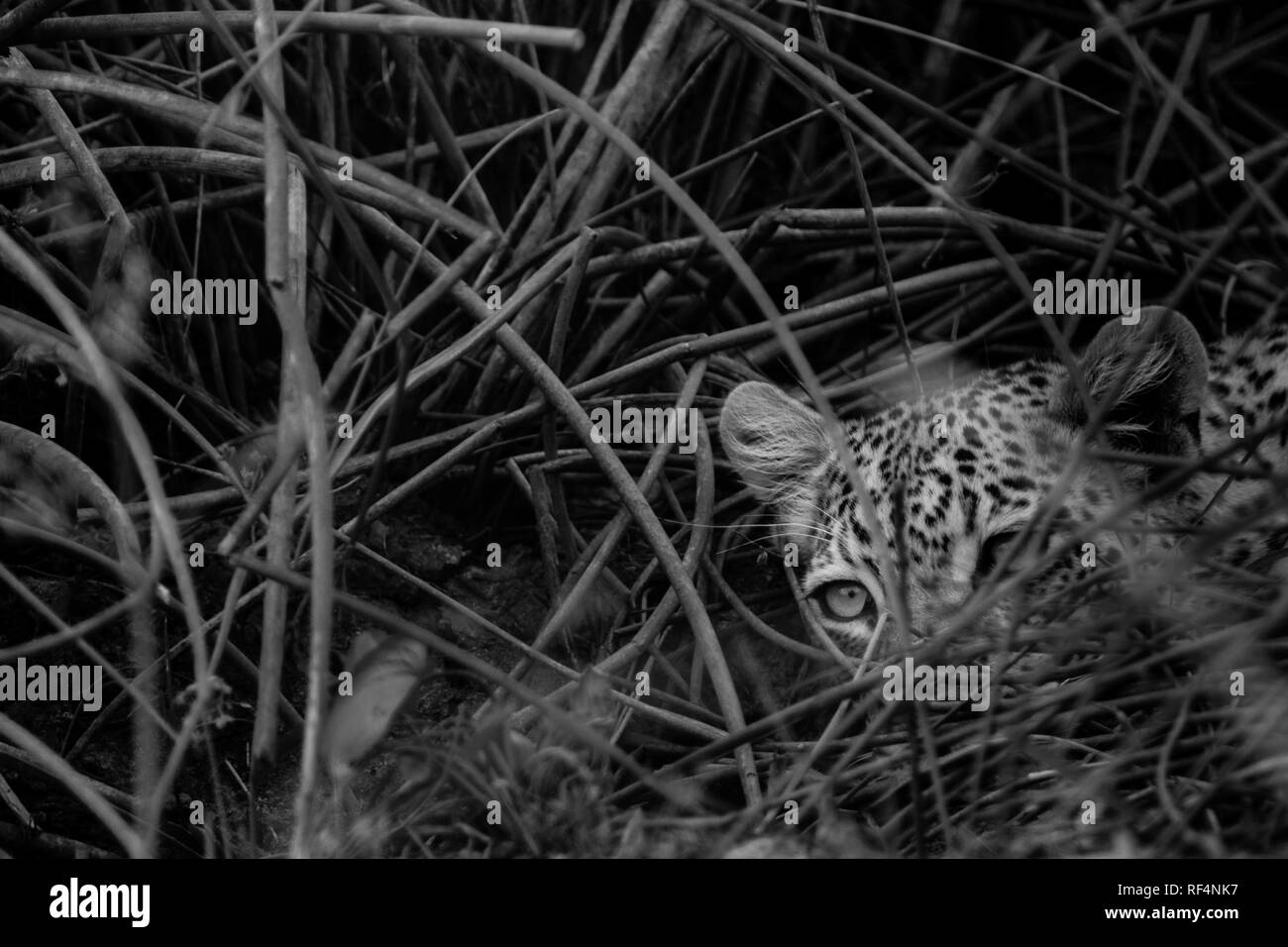 De nombreuses zones du delta de l'Okavango, Botswana, District du nord-ouest sont connus pour de nombreuses occasions de voir de grands félins comme leopard, Panther pardus Banque D'Images