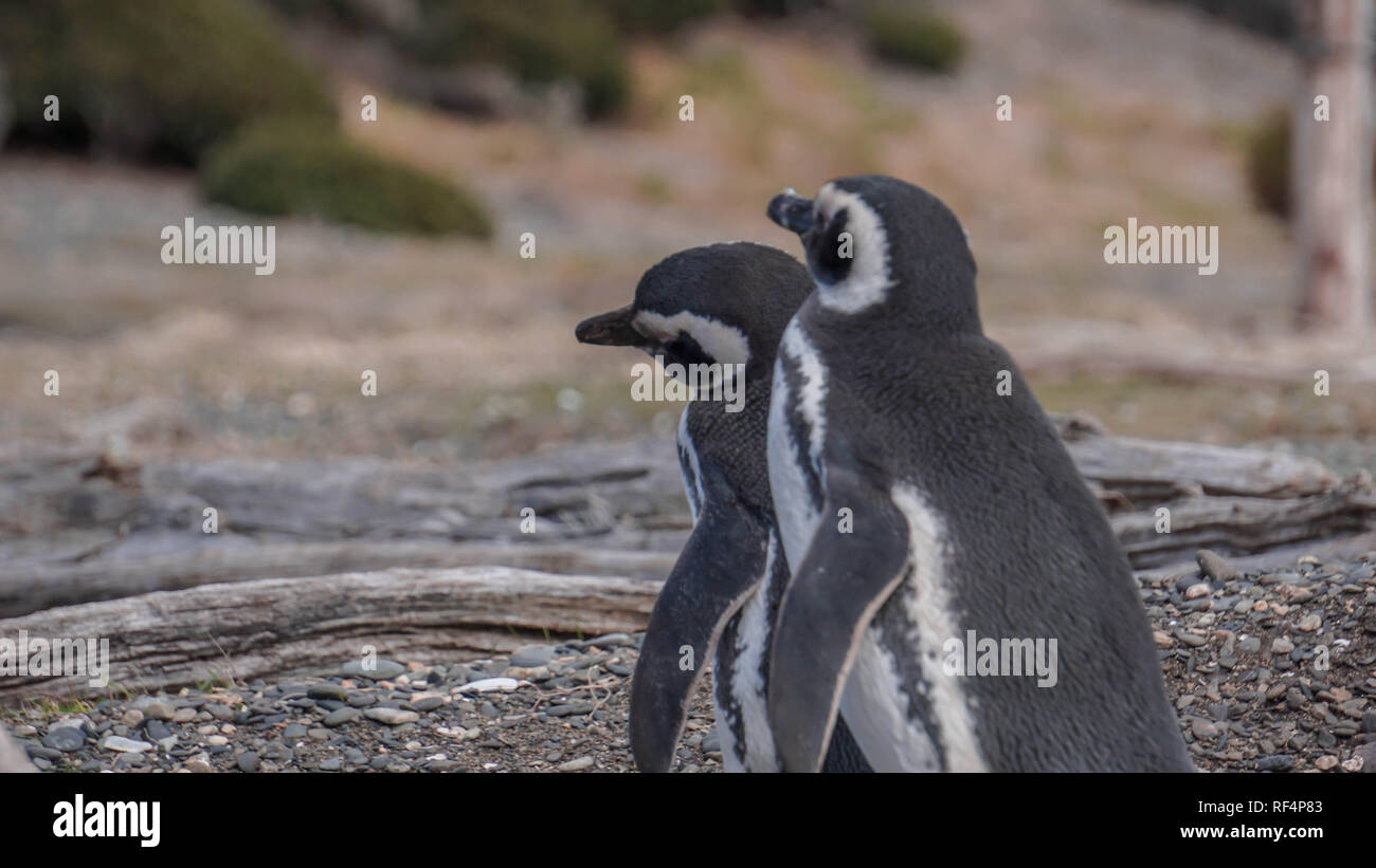 Pingouins à l'Isla Martillo, Canal de Beagle Ushuaia Terre de Feu Patagonie Argentine Banque D'Images