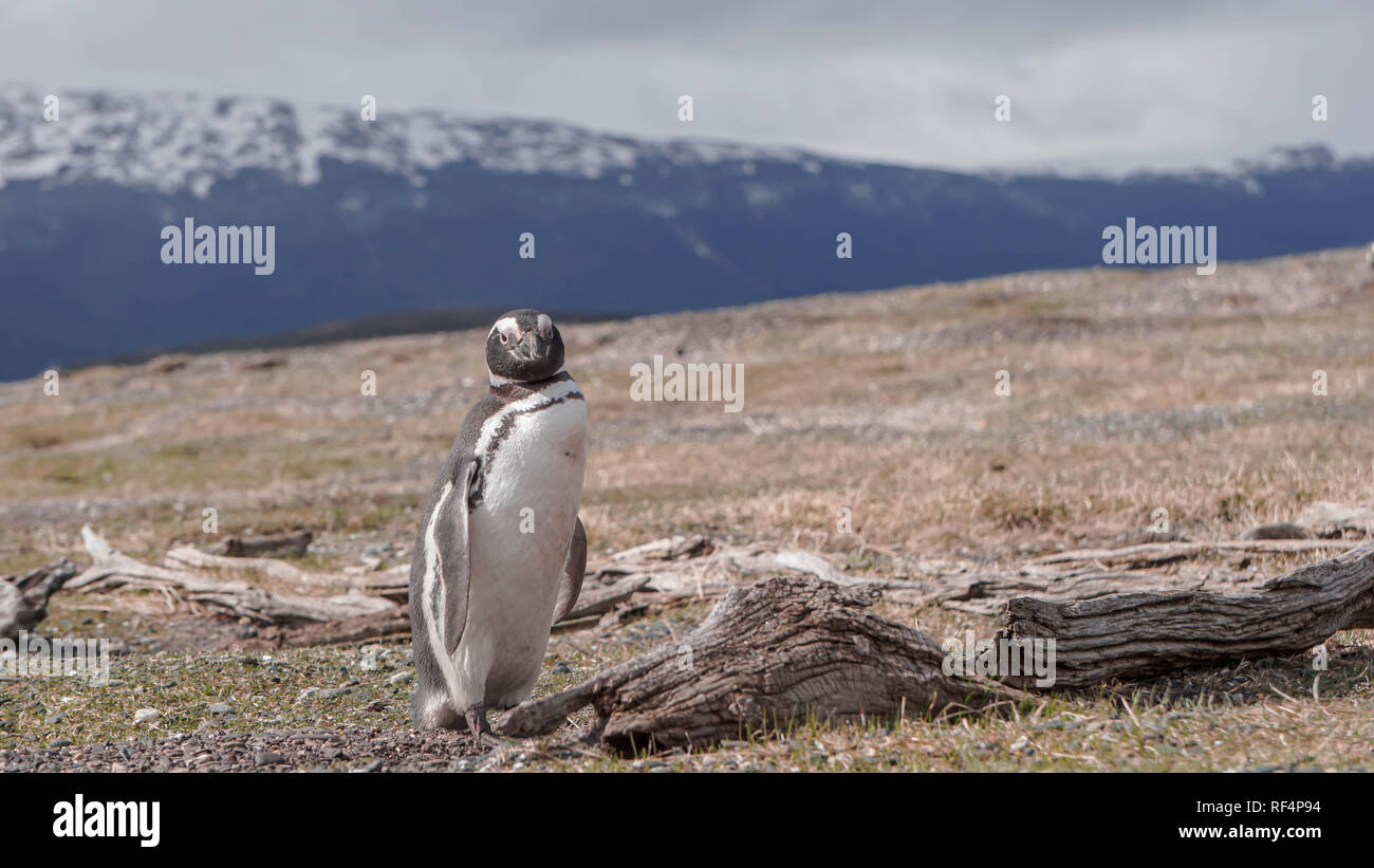 Pingouins à l'Isla Martillo, Canal de Beagle Ushuaia Terre de Feu Patagonie Argentine Banque D'Images