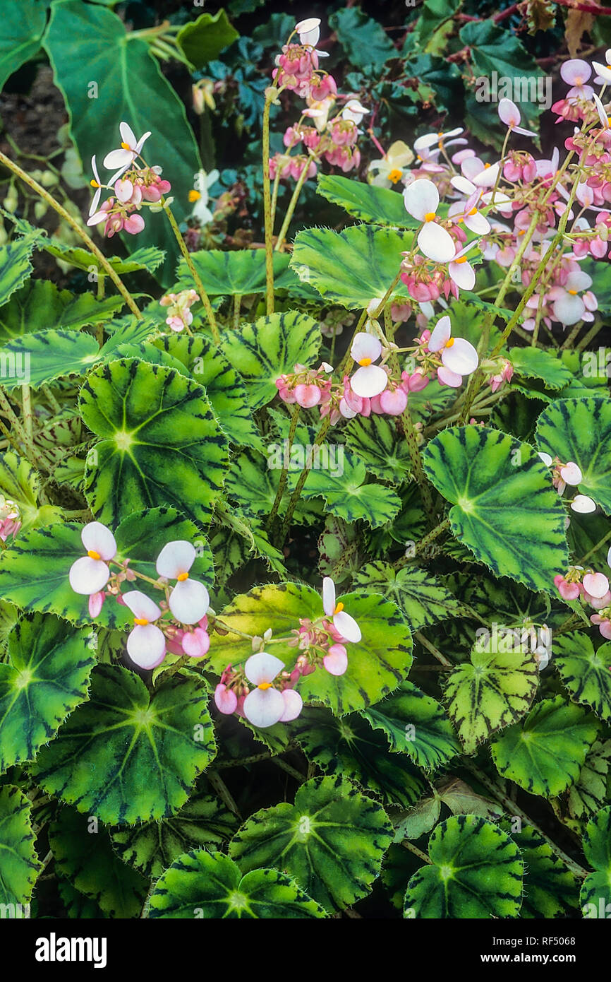 Begonia Bowerae avec beaucoup de fleurs d'autres noms sont cil begonia ou  Tiger begonia fleurs fin de l'hiver et au début du printemps peut être  utilisé comme couvre-sol Photo Stock - Alamy