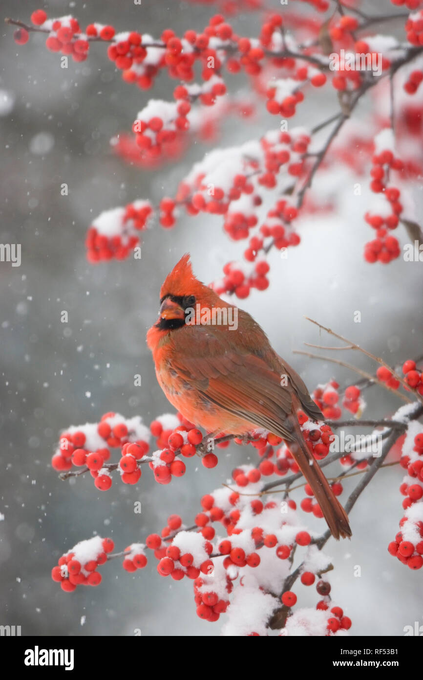 01530-176.14 Cardinal rouge (Cardinalis cardinalis) mâle en commun Houx verticillé (Ilex verticillata) en pleine tempête, Marion Co. IL Banque D'Images