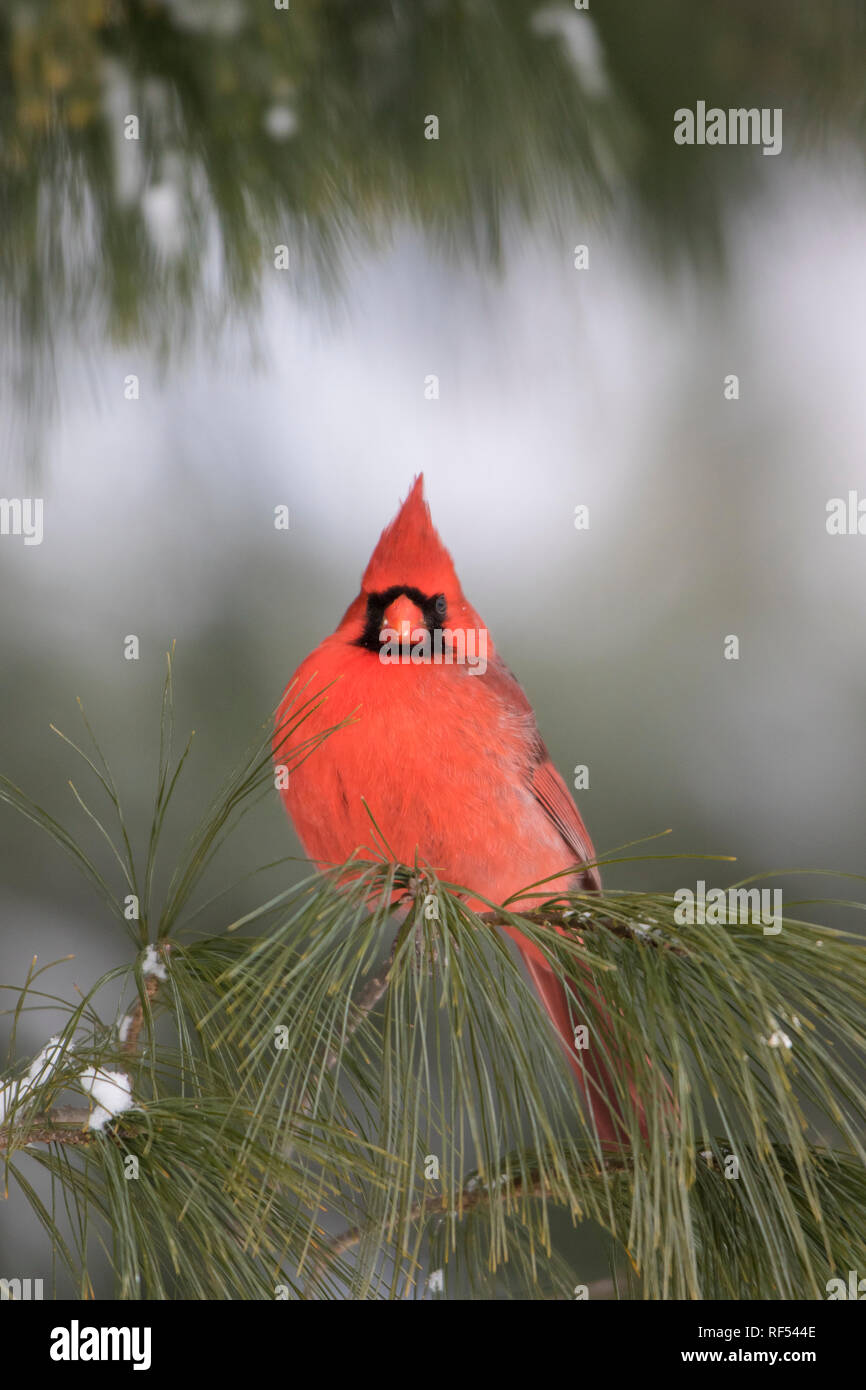 01530-22208 Cardinal rouge (Cardinalis cardinalis) mâle en pin blanc (Pinus strobus) en hiver. Marion Co. IL Banque D'Images