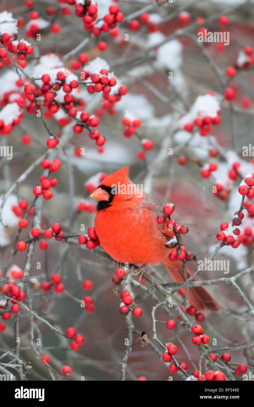 01530-22619 Cardinal rouge (Cardinalis cardinalis) mâle en Winterberry Ilex verticillata (bush) Marion Co. IL Banque D'Images