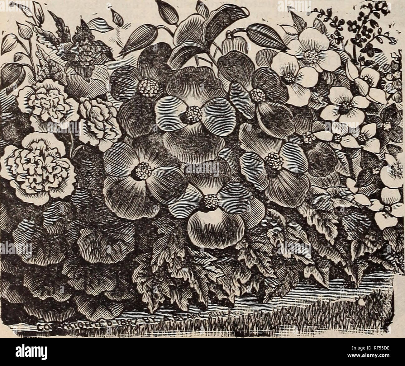 . [Catalogue]. Pépinière Ohio Springfield ; Catalogues Catalogues Roses ; plantes ornementales ; catalogues, catalogues de graines de fleurs. ALBA PICTA. ALBA PICTA. Une variété arbustive ; parfaitement distincte dans l'habitude et de croissance très compact, mince, ayant fait des feuilles et tiges courtes. Les feuilles sont vert brillant, abondamment tachetées de blanc, argent-folhage ; petites et élégantes. Branches dressées et gracieusement recourbée. Prix, 10 cents chacun. FUCHSOIDES COCCINEA. Free-élégante variété en fleurs ; ressemble à Hybrida- Multi flora dans la croissance ; les fleurs sont rouge vif. Prix, 8 cents chacun. PERFECTA ALBA GRANDIFLORA. (Wh Banque D'Images