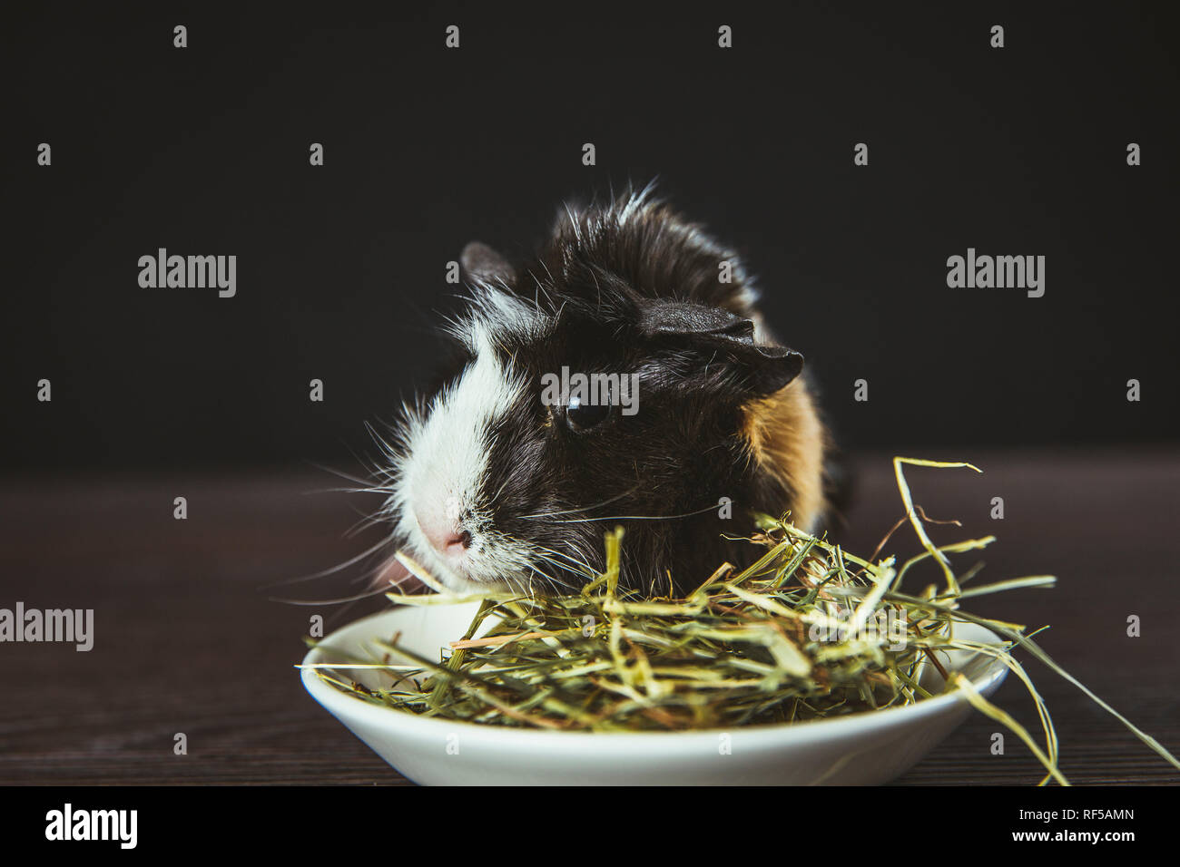 Branche de cobaye (Cavia porcellus), également connu sous le nom de Cavia domestique ou de manger du foin sec cavia de Bol en céramique blanche à l'intérieur, fond noir. Banque D'Images