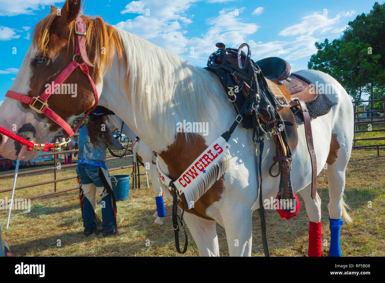 Rodeo girls Paint horse Banque D'Images