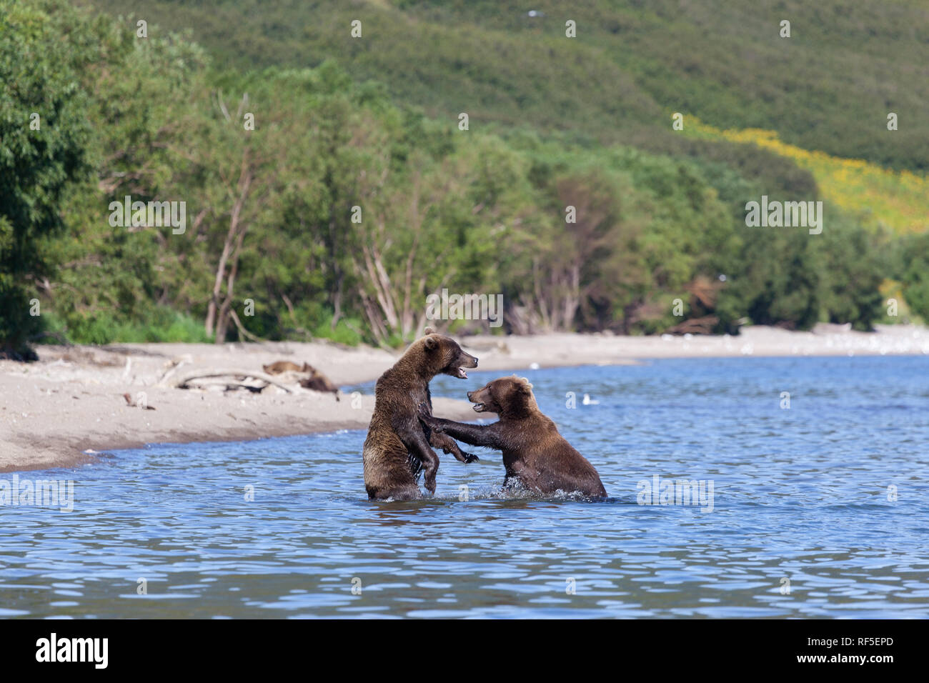 Grizzly Ours brun sauvage lutte dans le lac en été. Deux ours gronder à chaque autre dans le lac. Parc national de Kronotsky au Kamtchatka en Russie Banque D'Images