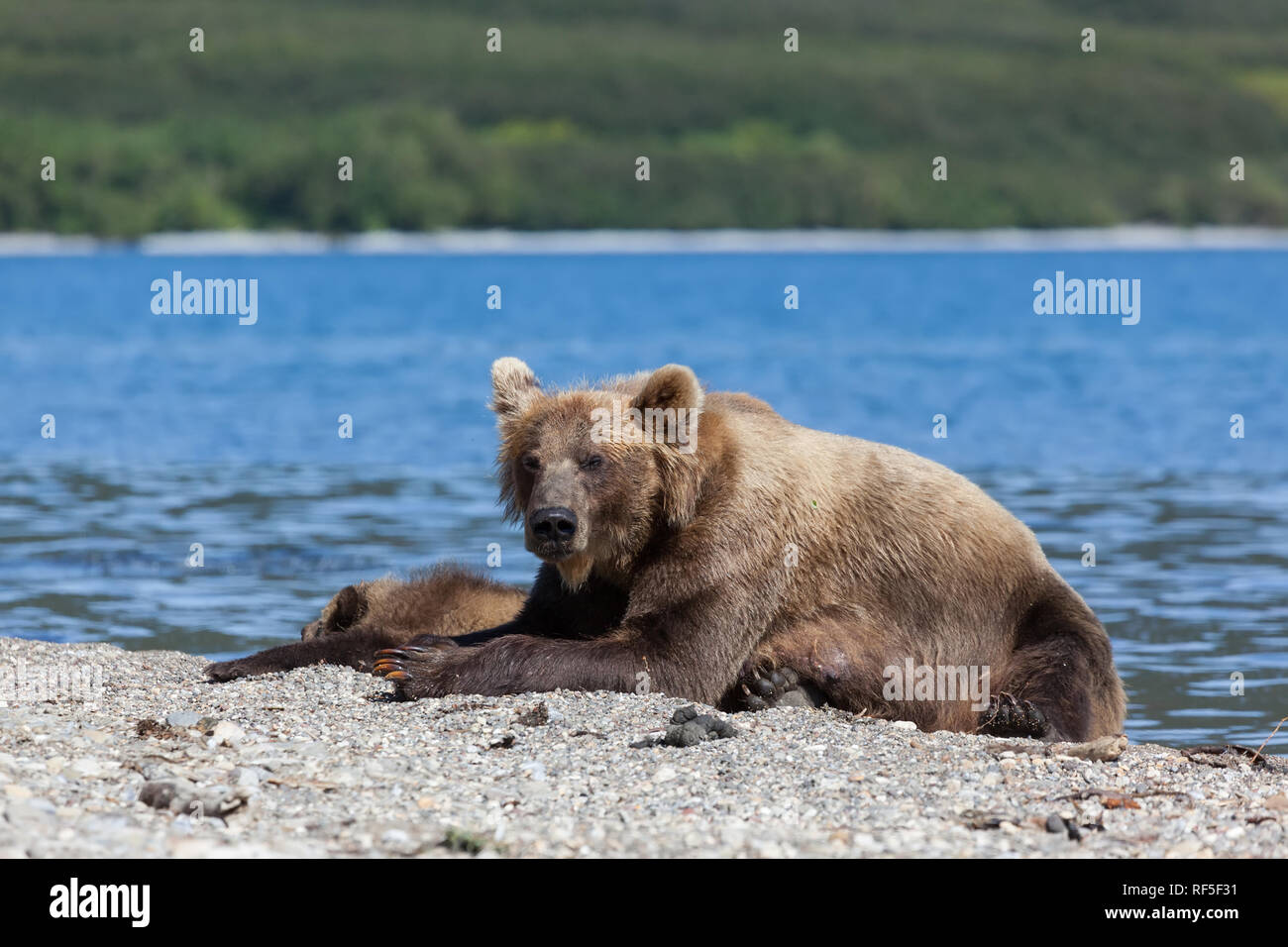 Petit mignon d'oursons couchant avec big wild brown bear grizzli sur le lac Banque D'Images