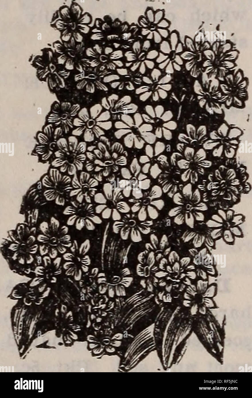 . Savage &AMP ; Reid's catalogue annuel de semences etc. pépinière Oregon Salem catalogues ; graines de graminées ; Catalogues Catalogues de graines de fleurs graines ; catalogues ; Matériel et fournitures de jardinage Catalogues. Pavot de Californie. Esclisclioltzia. (Cal- ifornia Coquelicot). La literie de fleurs voyantes, une croissance facile tout à fait populaires. Pkt. 5c. CALIFORNICA, jaune. Mixte, Pkt. 5c. Le double mixte, Pkt 5c. Euphorbia Varie- gata. Beau feuillage panaché. Pkt. 5c. Echinocystis. Iiobata (Wild cucumber.) Un pa- id-grimpeur de plus en plus. Très bon pour la couverture de clôtures ou de vieux treillis. Pkt. 5c. (Digitalis.) Une hardy. F Banque D'Images