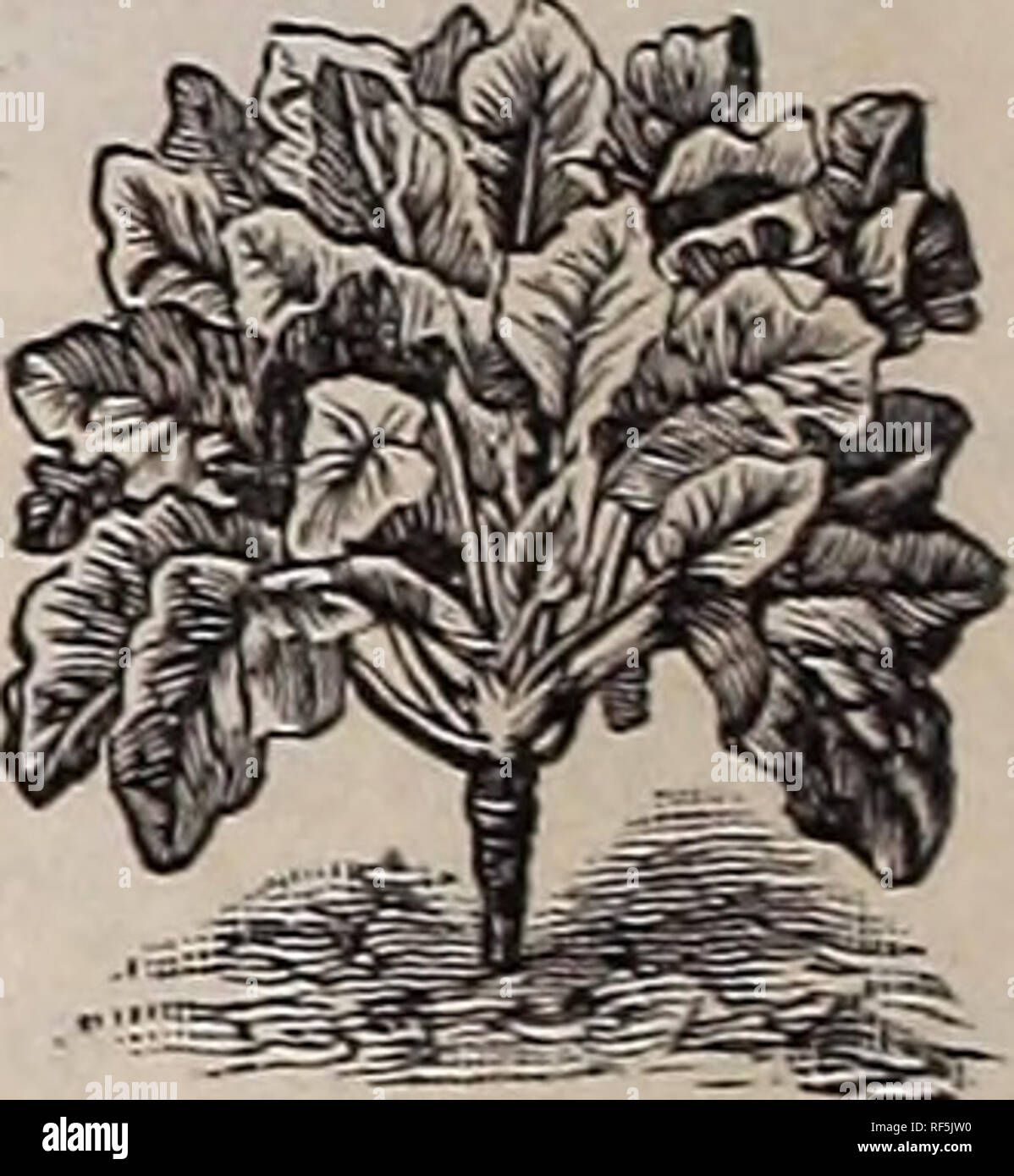 . Graines : légumes, de fleurs et de semences, outils agricoles, les plantes horticoles, des articles divers, printemps 1902. Pépinière de l'État de New York (New York) ; Catalogues Catalogues de semences de légumes, graines de fleurs catalogues ; Matériel et fournitures de jardinage Catalogues. Cerfeuil gondolé. Salade de maïs ou Fetticus. -Ackersalat Allemand, Français, Espagnol-mâché. ValerianUla, moka. Un onnce sèmera 150* frais de forage. Cette excellente salade peut être eu le long de l'année. Semez en septembre à huit pouces de distance, exercices couvrant les graines légèrement et protéger du gel par une lumière couvrant le foin ou la litière. Les semences peuvent aussi être semées en Banque D'Images