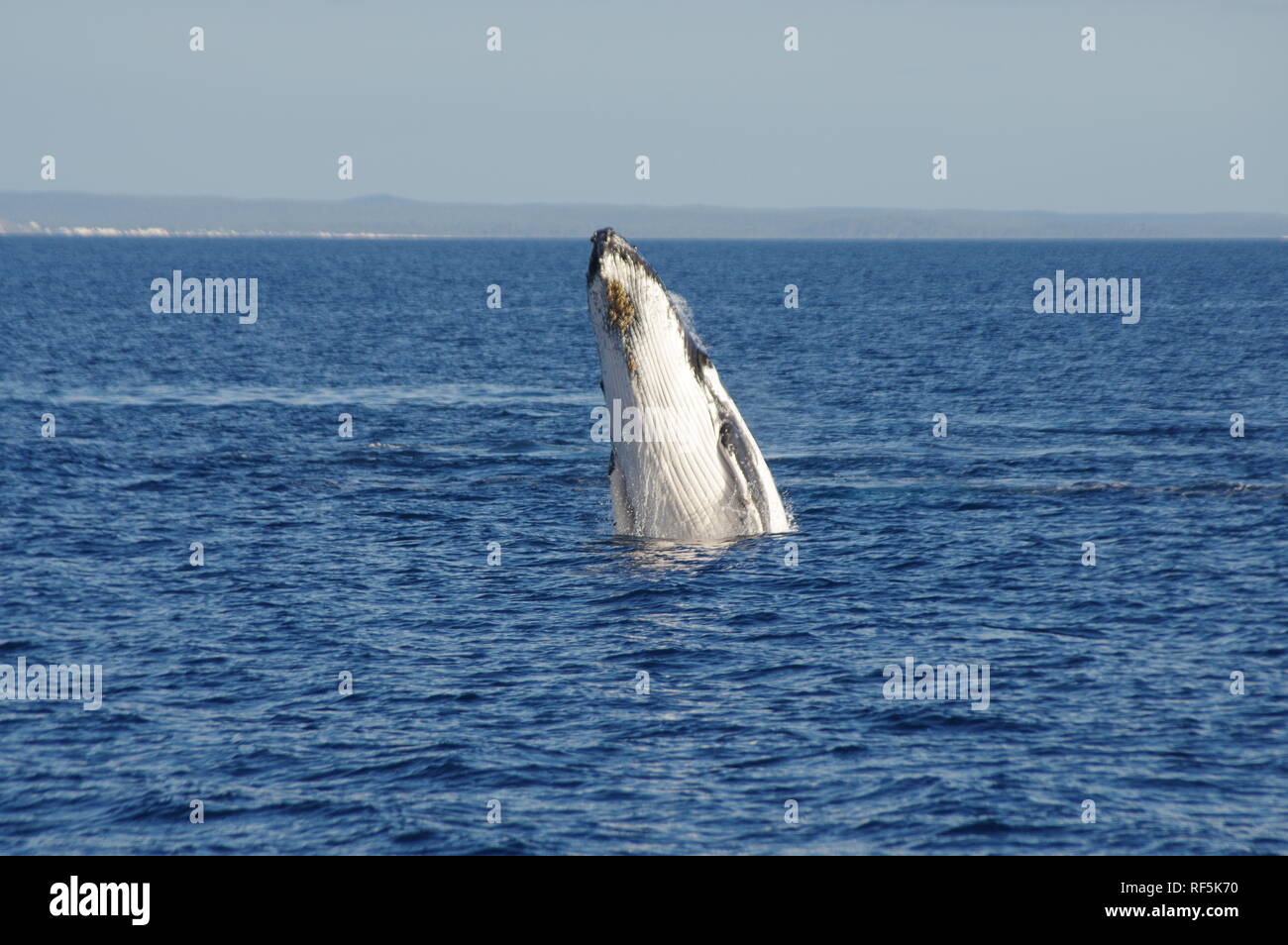 Ordonnances de baleines à bosse, de l'Est côte australienne. Banque D'Images
