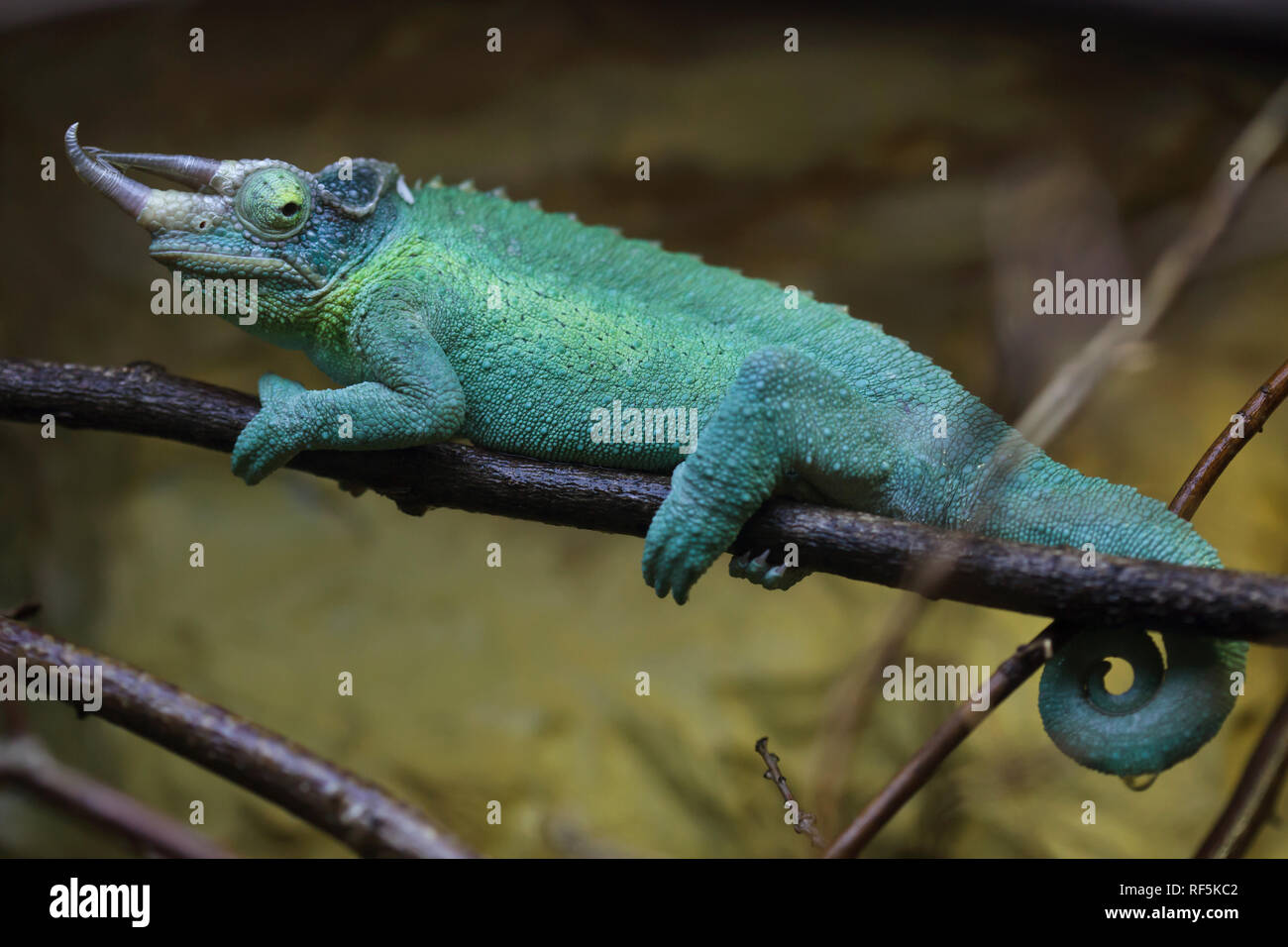 Jackson's chameleon (Trioceros jacksonii,), également connu sous le nom de trois-horned chameleon Kikuyu. Banque D'Images